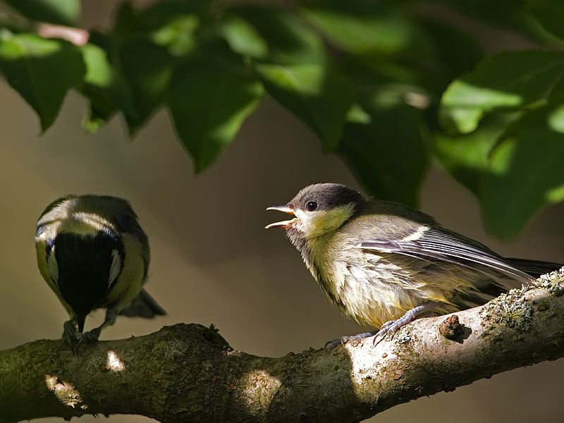 Parus major Great Tit Koolmees